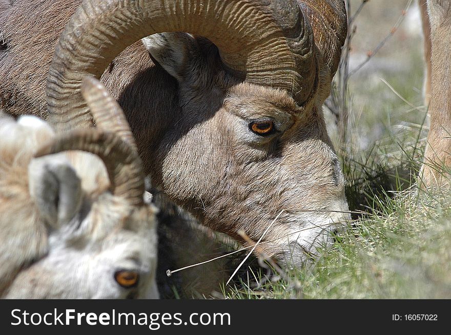 Very close portrait of Bighorn sheep grazing. Very close portrait of Bighorn sheep grazing