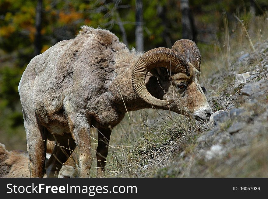 Bighorn Grazing in Spring