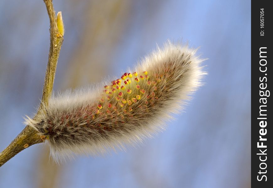 Signs of spring a willow flower largely