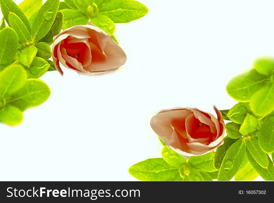 Love letter background from flowers and leaves