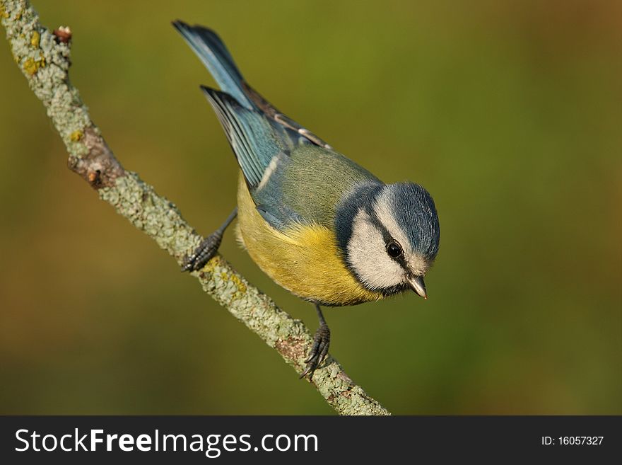 The blue tit is a bird of the family of the tits. One of the most colorful birds in Europe.
Taken as a drinker and hidden. The blue tit is a bird of the family of the tits. One of the most colorful birds in Europe.
Taken as a drinker and hidden