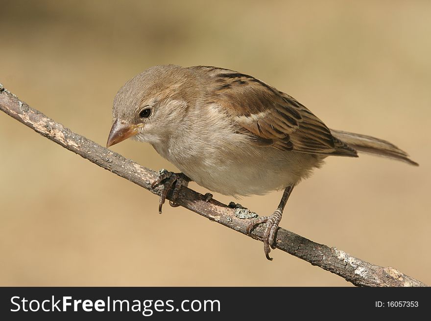 Sparrow (Passer Domesticus)