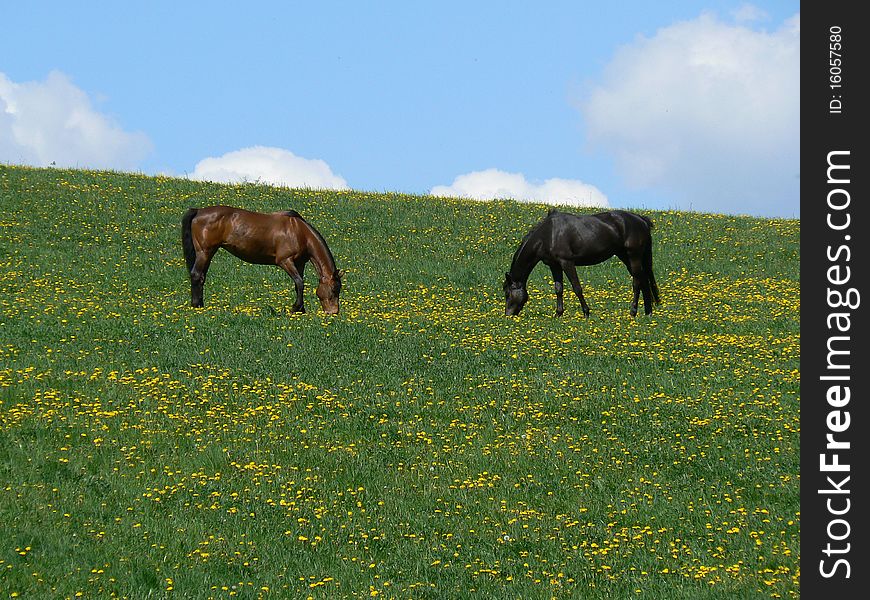 Two horses grazing on yellow flowers