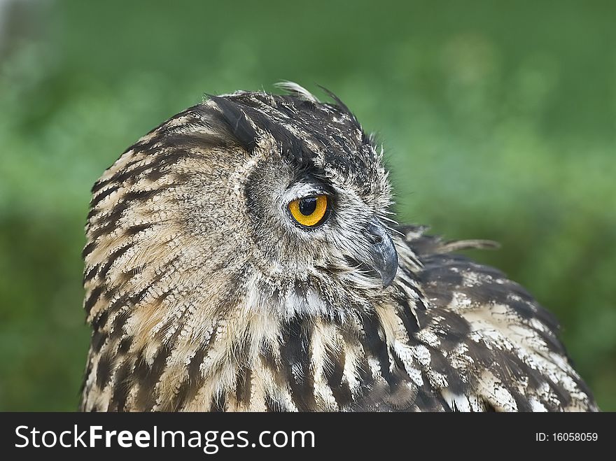 A closeup from the profile of an eagle owl in his environment. A closeup from the profile of an eagle owl in his environment.