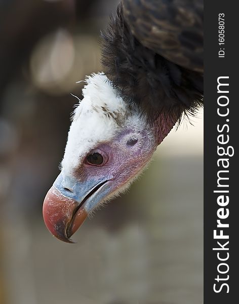 A closeup from the head of a vulture. A closeup from the head of a vulture.