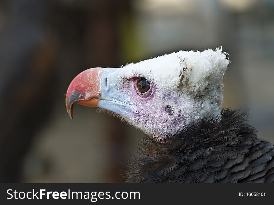 A colorful black vulture showing its red and blue beak. A colorful black vulture showing its red and blue beak.