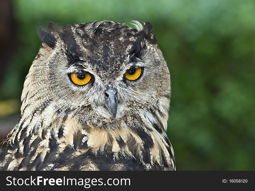 A closeup from the head of an eagle owl in his environment. . A closeup from the head of an eagle owl in his environment.