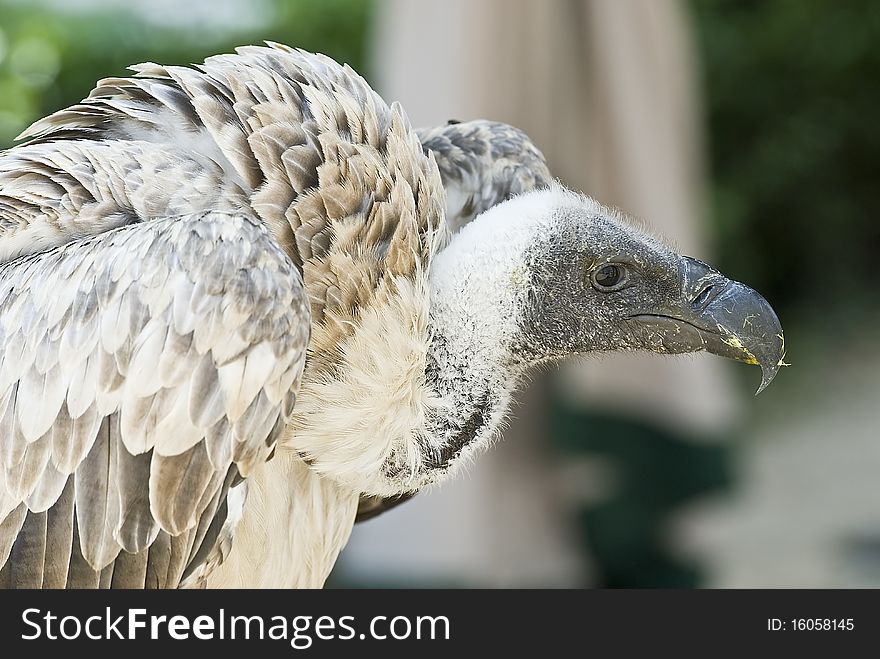 Closeup from a griffon vulture.