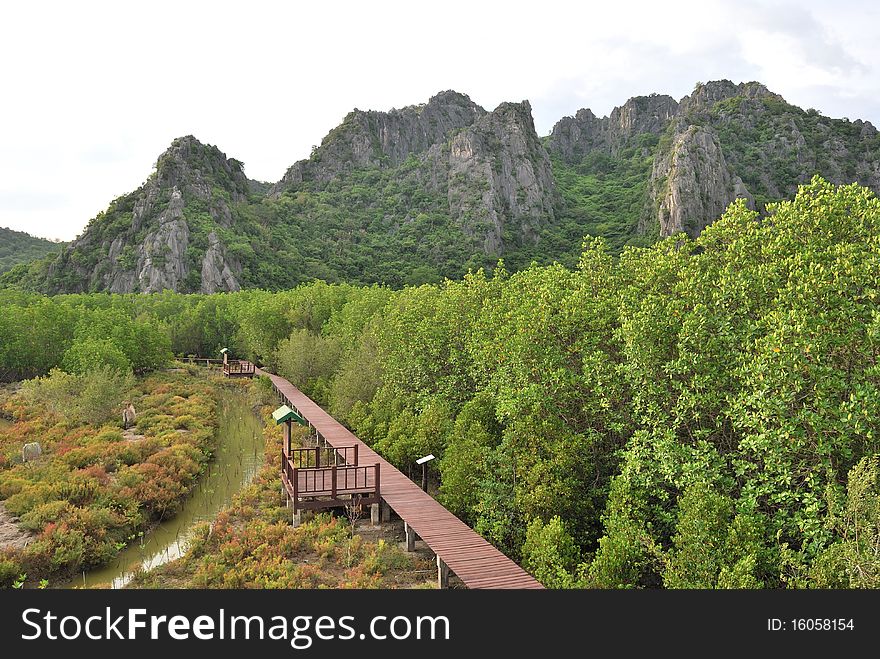 The walk into the forest behind the mountains. Boardwalk in the forest.