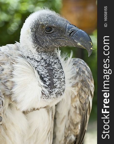 A closeup from a griffon vulture with food in its beak. A closeup from a griffon vulture with food in its beak.