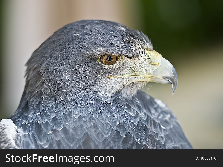 A closeup from an eagle head stopped on a branch. A closeup from an eagle head stopped on a branch.