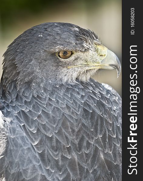 A closeup from an eagle showing its strong beak. A closeup from an eagle showing its strong beak.