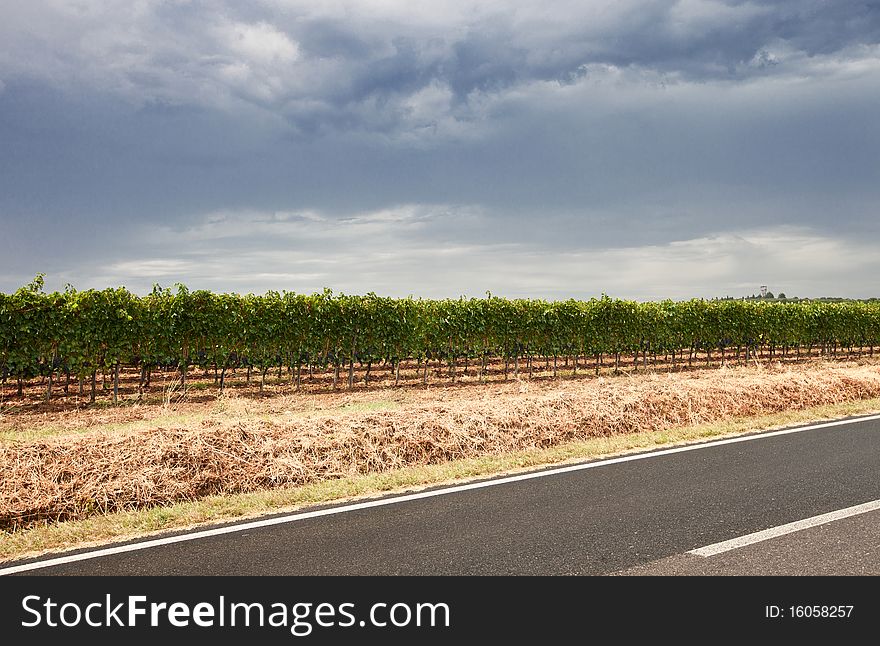 Typical road crossing the Tuscan vineyards. Typical road crossing the Tuscan vineyards.