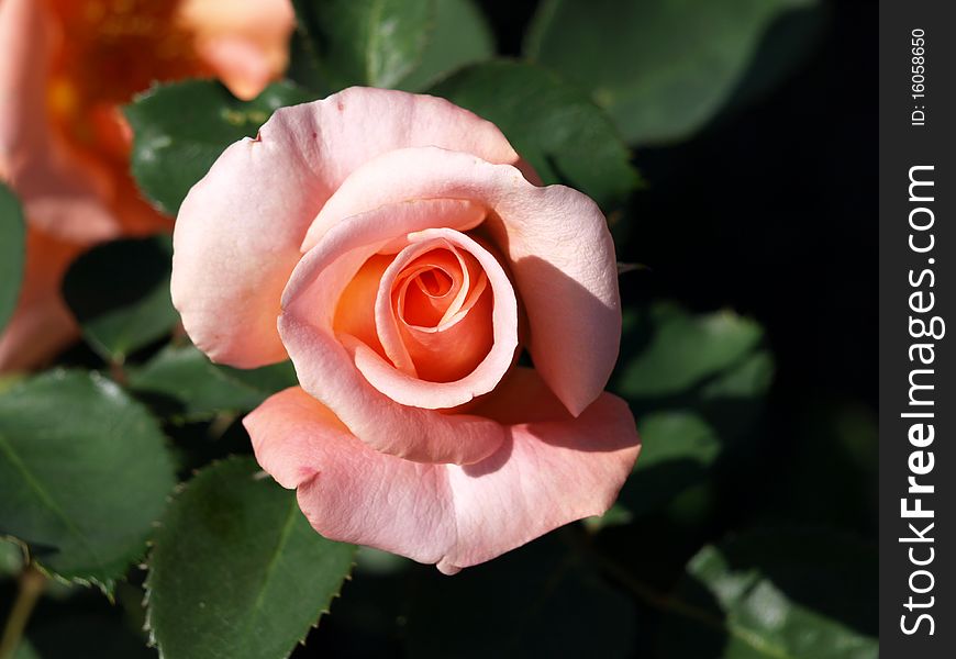 Rose in the garden of Stenly park in Vancouver