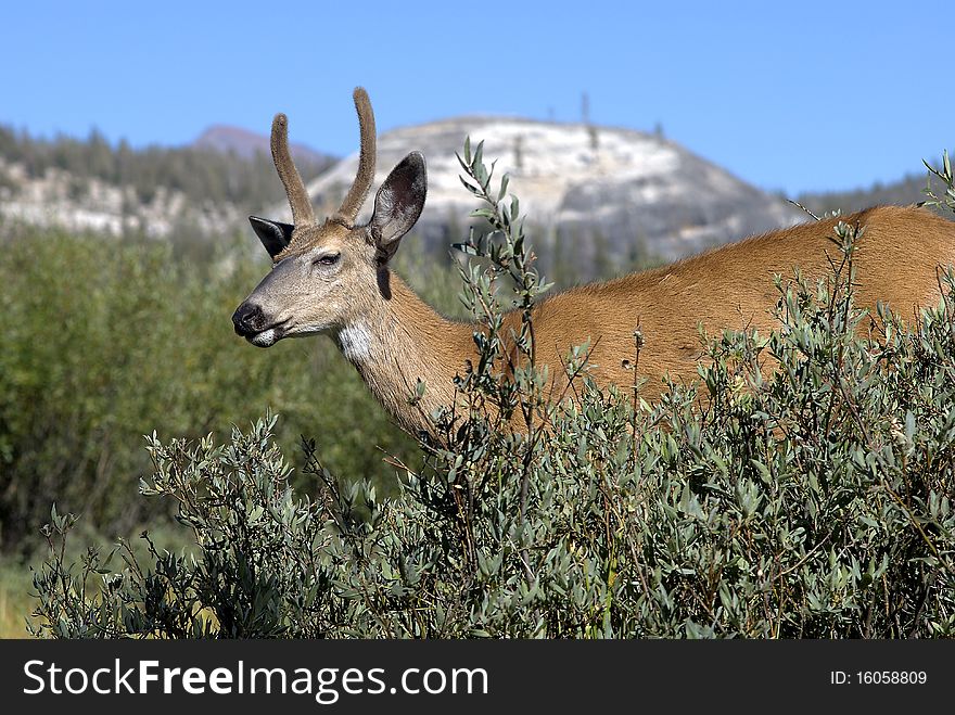 Spike horn Black Tail deer in Yosemite California. Spike horn Black Tail deer in Yosemite California