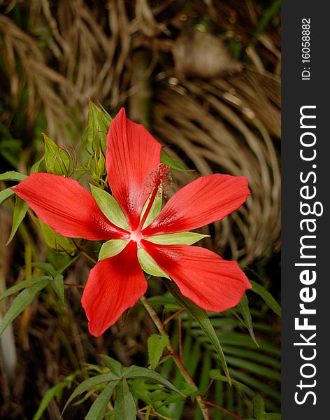 A red swamp Hibiscus Flower in full bloom. A red swamp Hibiscus Flower in full bloom.