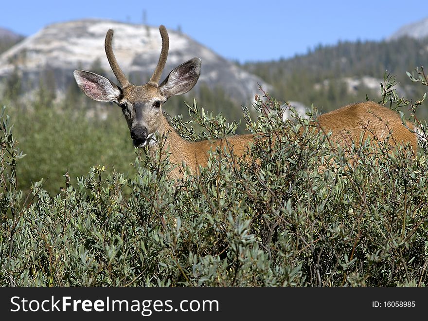 Spike horn Black Tail deer in Yosemite California. Spike horn Black Tail deer in Yosemite California