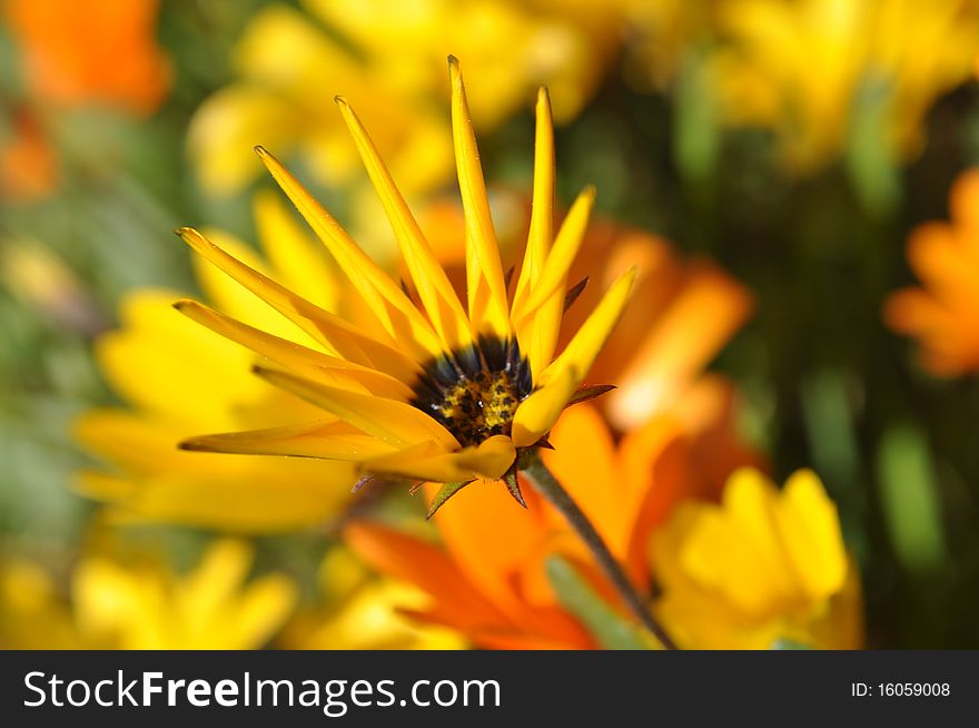 Half-bloomed wild daisy has spiked petals. Half-bloomed wild daisy has spiked petals