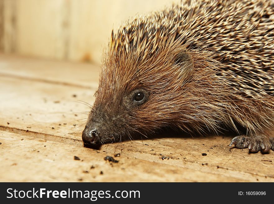 Hedgehog in house, abstract wild animal background