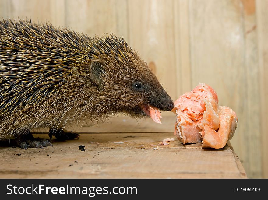 Hedgehog eat, abstract wild animal background