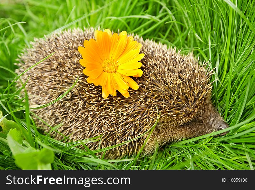 Hedgehog in grass, abstract wild animal background