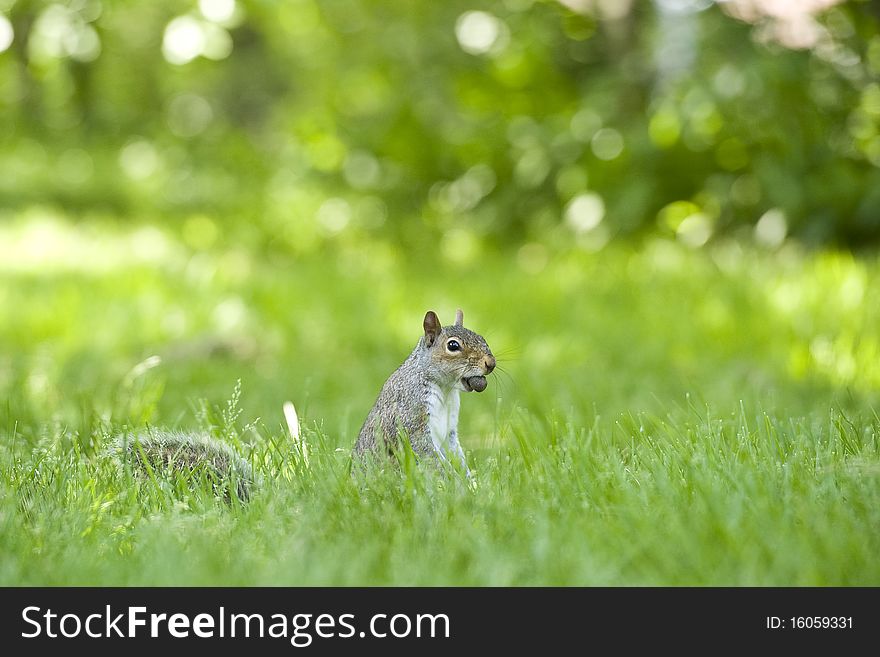 Squirrel in central park innew york