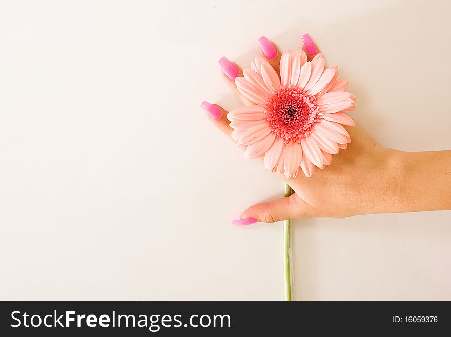 A beautiful pink flower with woman's hand