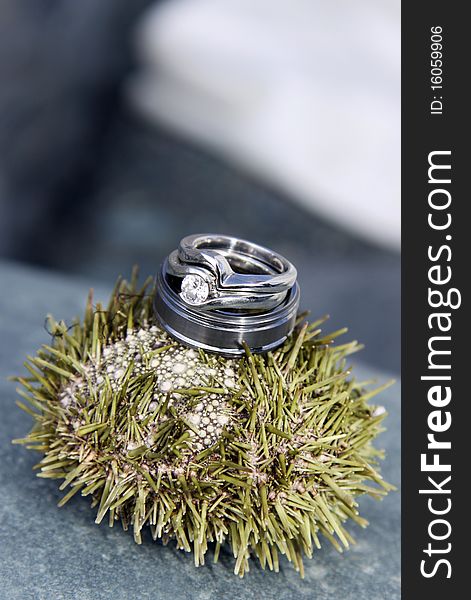 Wedding Bands on top of a sea urchin. Wedding Bands on top of a sea urchin