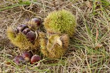 Ripe Chestnuts Fall After Autumn Rain Royalty Free Stock Images