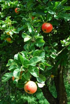 Ripe Apples Royalty Free Stock Images Ripe Apples Royalty Free Stock Images