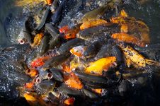 Goldfish Farm Royalty Free Stock Photography Goldfish Farm Royalty Free Stock Photography