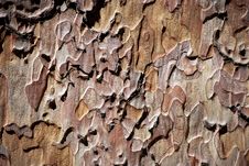 Cortex Brown Texture Stock Photos Cortex Brown Texture Stock Photos