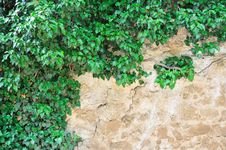Young Branches Of Ivy Stock Images Young Branches Of Ivy Stock Images
