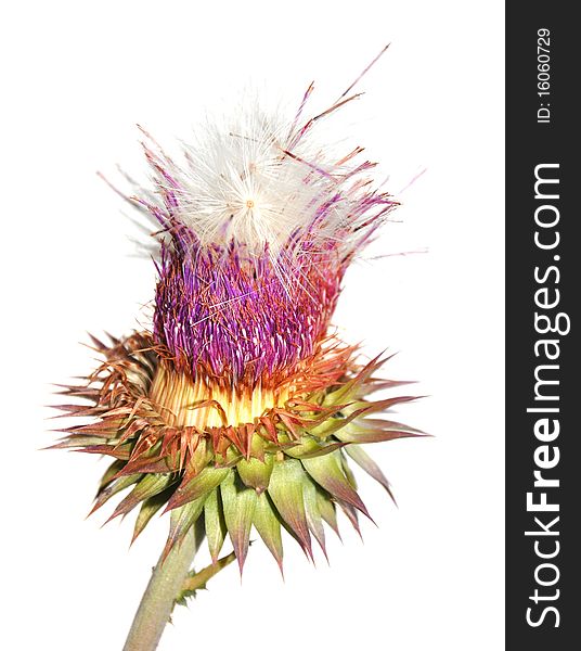 Purple Thistle Flower