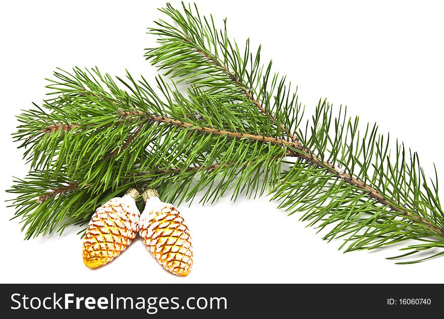 Two christmas cone in a fir branch. Two christmas cone in a fir branch