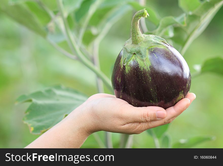 Eggplant on hand with plant backgrond