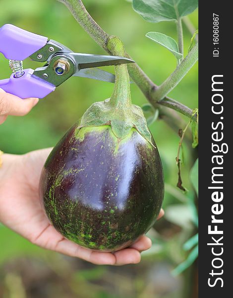 Fresh eggplant with hand and cutter