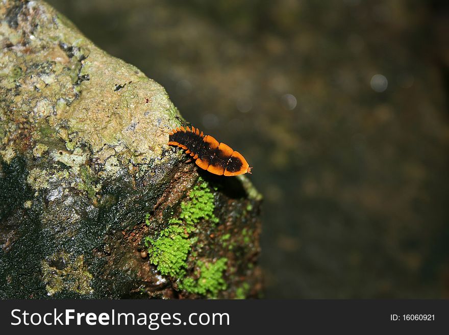 Colourful insect in a natural background