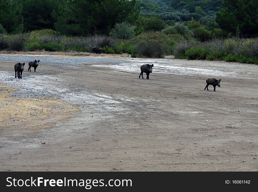 Thai Four Pigs Forest