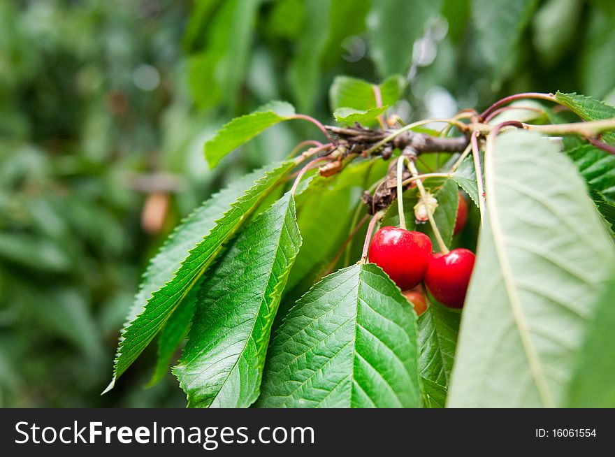 Close up of some cherries in a tree. Close up of some cherries in a tree