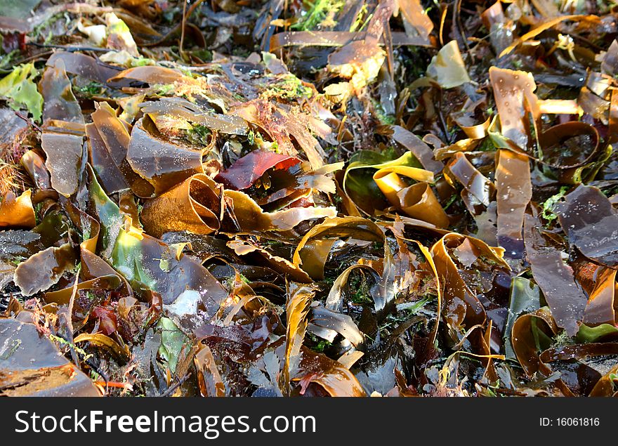 Wet Seaweed Laying on a Seaside Beach. Wet Seaweed Laying on a Seaside Beach.