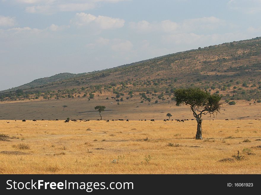 Kenya S Maasai Mara Animal Migration