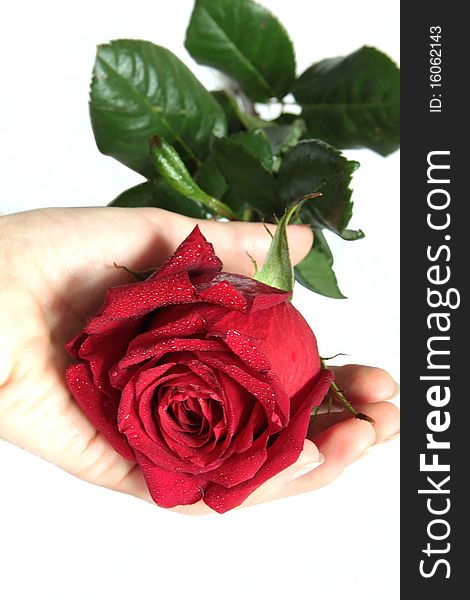 Beautiful red rose in the hand of woman