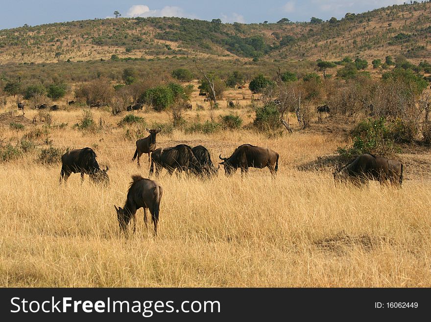 Kenya's Maasai Mara Animal Migration