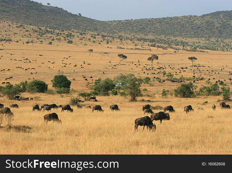 Kenya S Maasai Mara Animal Migration