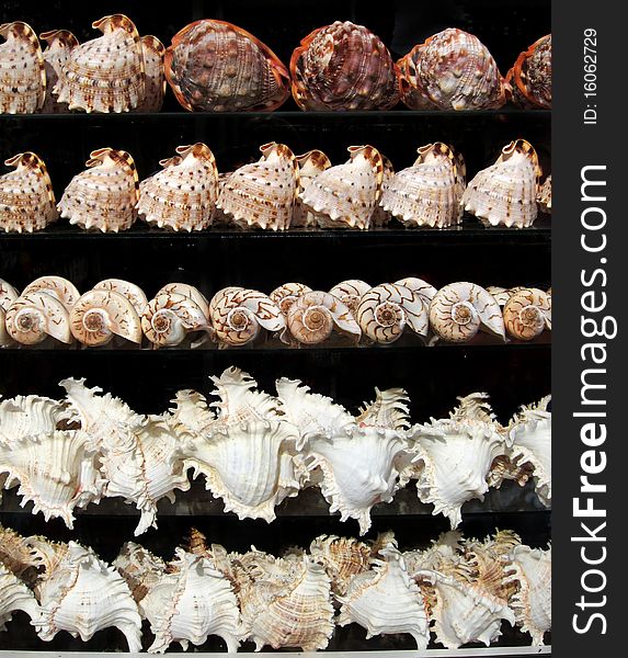 Background With Set Of Seashells