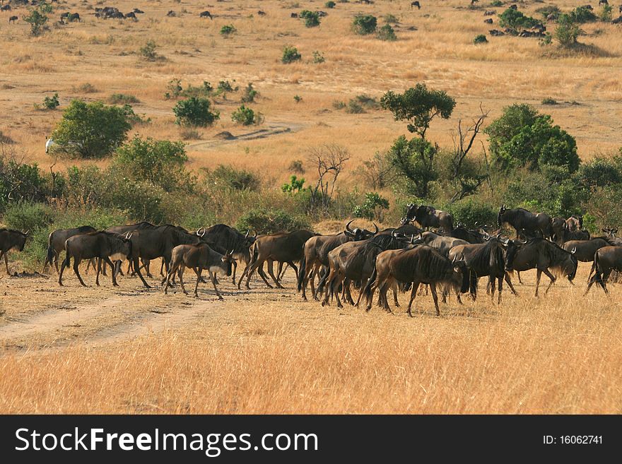 Kenya S Maasai Mara Animal Migration