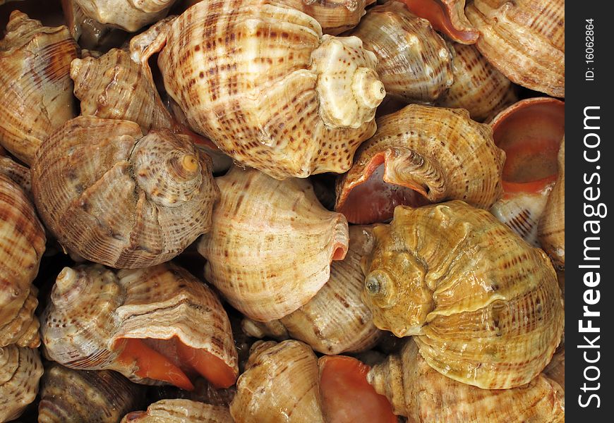 Background With Set Of Seashells