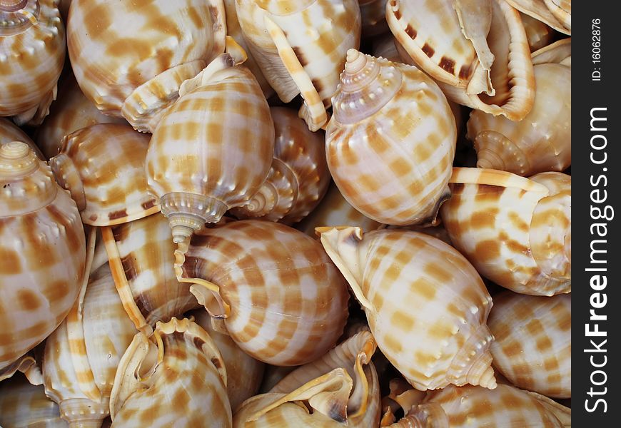 Background with set of seashells