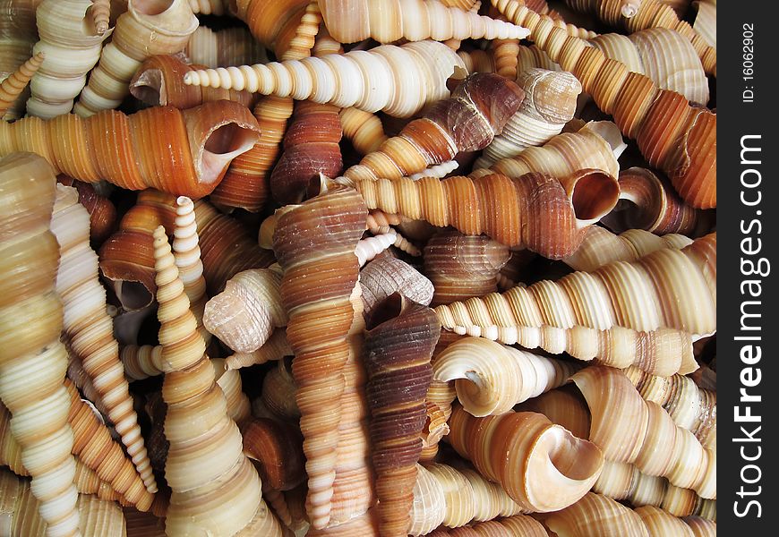 Background With Set Of Seashells